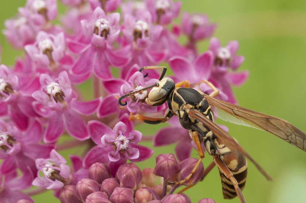 A close-up of a paper wasp, colored black and yellow, pollinating on a purple flower.