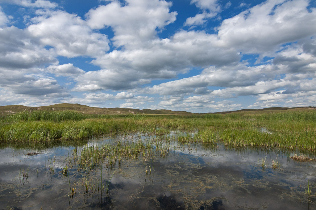 A flooded marsh, photographed during the summer in the Nebraska Sandhills, is a menagerie of greens below a white, puffy clouds and the bluest of skies.