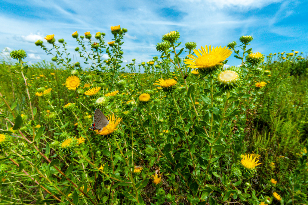 A lone butterfly sits on a patch of gumweed, a tall prairie wildflower with yellow blooms.