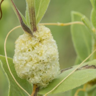 A close-up of the dodder, a parasitic plant wrapped around another plant and resembling a mass of discarded orange plastic twine.