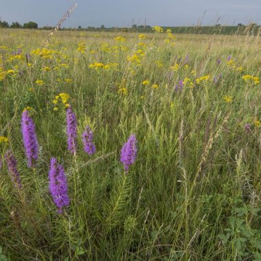 Purple and yellow flowers dot a green prairie landscape.