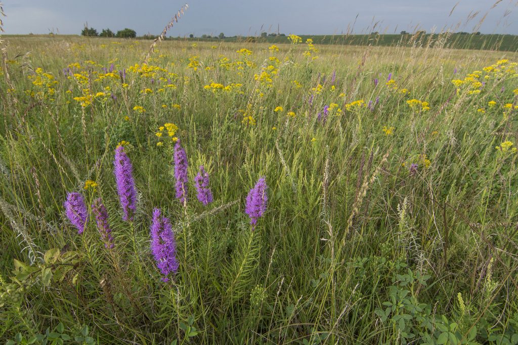 Purple and yellow flowers dot a green prairie landscape.