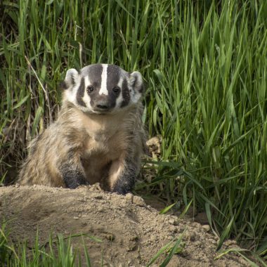 an American badger sits on top of a pile of dirt, green plants behind him