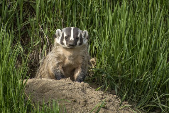 an American badger sits on top of a pile of dirt, green plants behind him