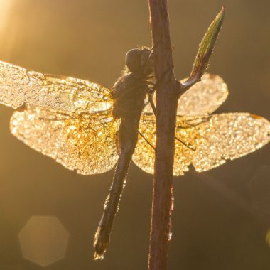 A close-up of a dew-colored dragonfly cast in an orange glow from the morning sun.