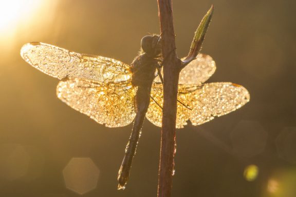 A close-up of a dew-colored dragonfly cast in an orange glow from the morning sun.