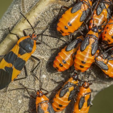 A close-up of a large milkweed bug, its orange and black color, next to more than a dozen smaller, juvenile milkweed bugs on a plant stalk.