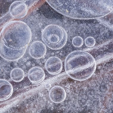 Rounded bubbles form beneath the surface of a frozen marsh.