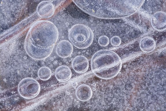 Rounded bubbles form beneath the surface of a frozen marsh.