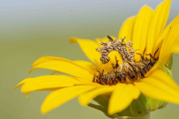 A close-up of a camouflaged looper, which blends into the middle of a yellow flower.