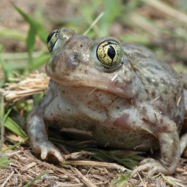 A close-up of the spadefoot toad reveals bulging black and yellow eyes and a gray, mottled body.