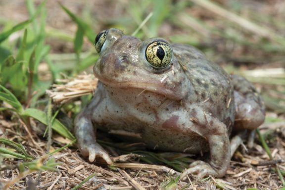 A close-up of the spadefoot toad reveals bulging black and yellow eyes and a gray, mottled body.