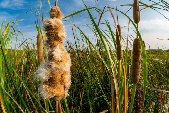 A close-up of a cattail, its puffy heads breaking as seeds start to blow in the wind. Other cattails are in the background.