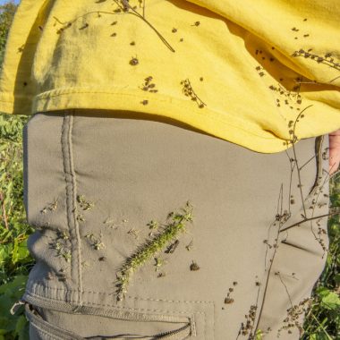 A walker's pants are covered with various sticky seeds.