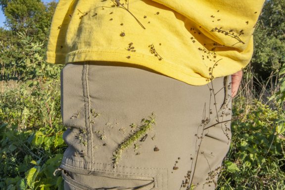 A walker's pants are covered with various sticky seeds.