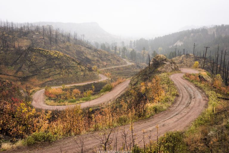 A winding road in a rugged pine forest during fall.