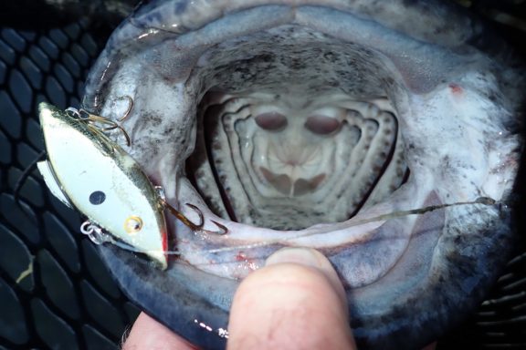 flathead catfish with lure in its mouth