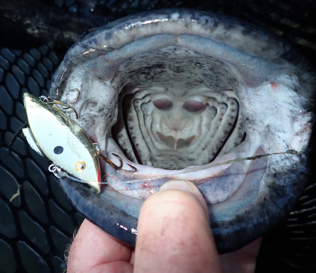 flathead catfish with lure in its mouth