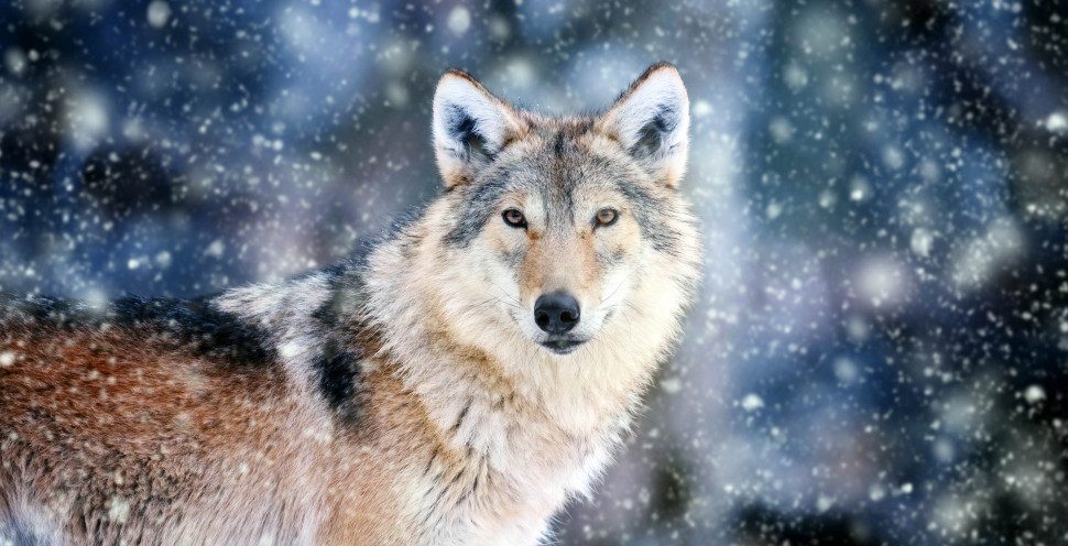 A wolf looks at the camera in a blue, snow-covered forest