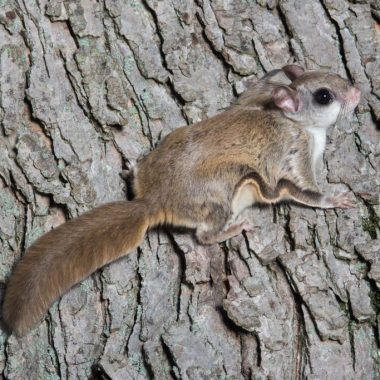 A southern flying squirrel on a tree.