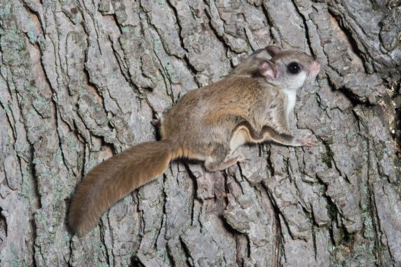 A southern flying squirrel on a tree.