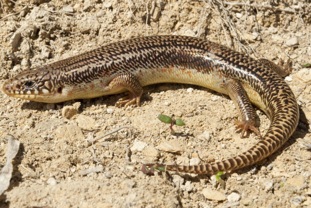 A dark and light brown lizard sits in a C shape on course, sandy dirt