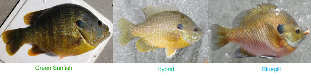 bluegill hybrid