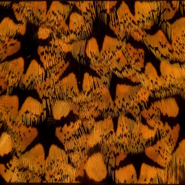 A close-up view of a sharp-tailed grouse feather reveals a kaleidoscope of oranges with black, six-pointed starts scattered throughout.