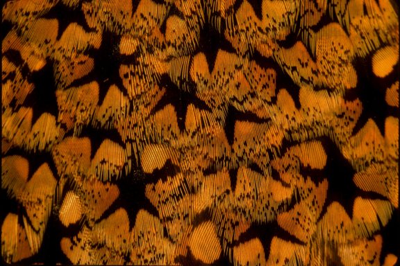 A close-up view of a sharp-tailed grouse feather reveals a kaleidoscope of oranges with black, six-pointed starts scattered throughout.