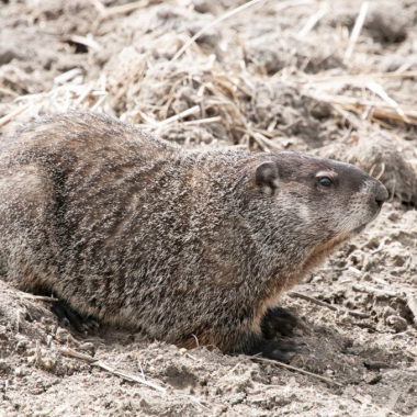 A groundhog sitting on dirt.