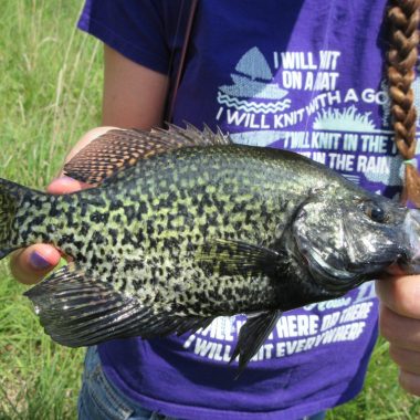 black crappie