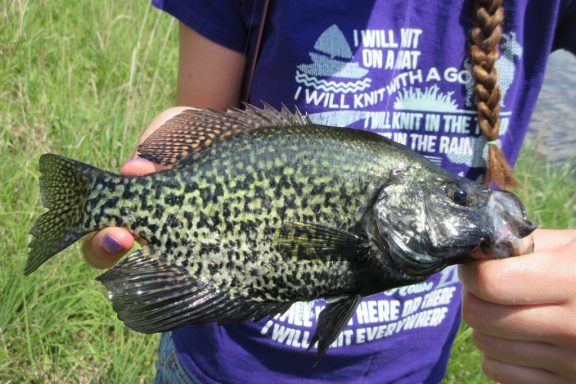 black crappie