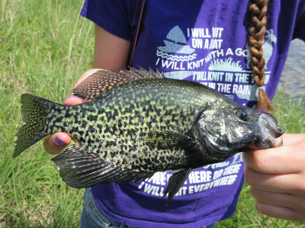 black crappie