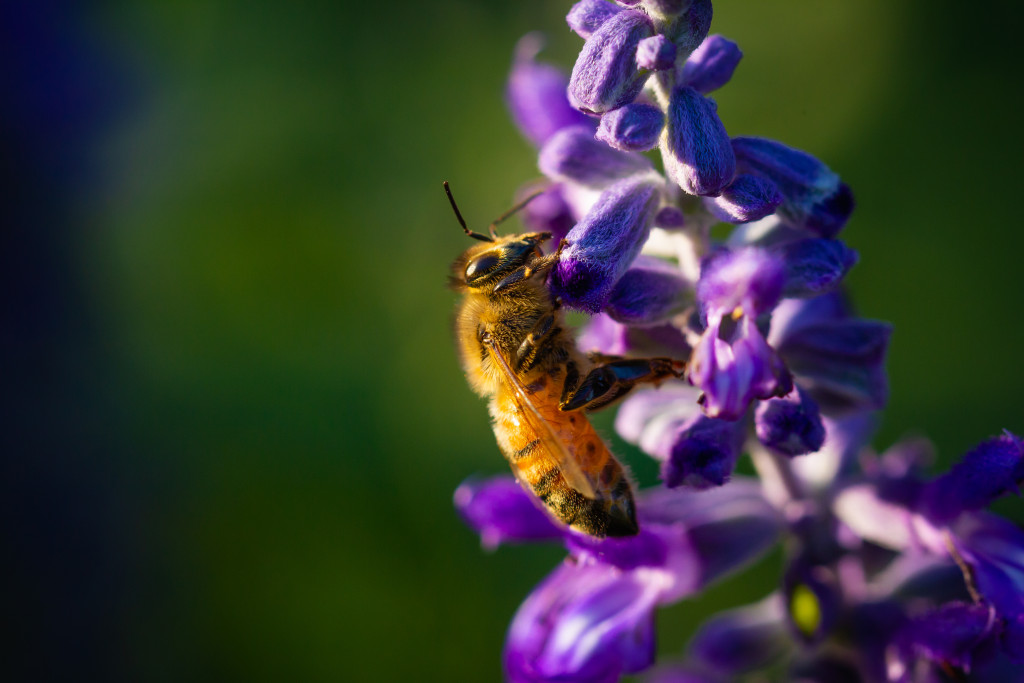 A bee gathers nectar from a flower during summer.