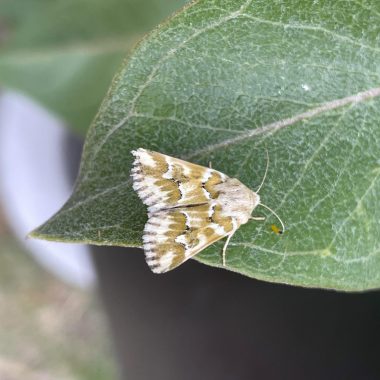 a yellow and white fuzzy moth rests on a green leaf