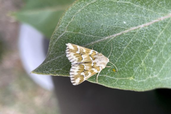 a yellow and white fuzzy moth rests on a green leaf