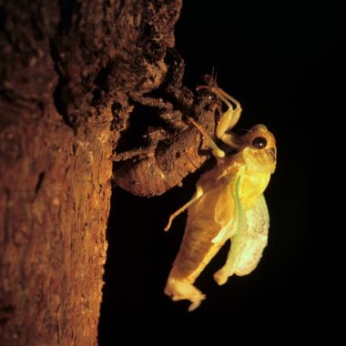 Dog-day Cicada (Tibicen sp.) at night, right after emerging from exoskeleton.