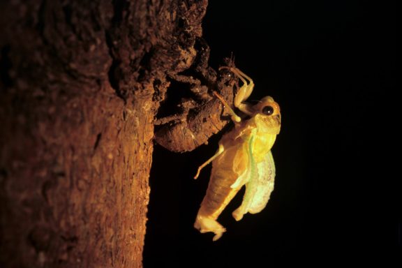 Dog-day Cicada (Tibicen sp.) at night, right after emerging from exoskeleton.