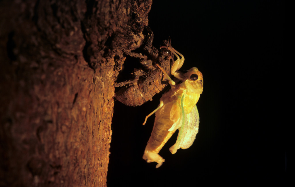 Dog-day Cicada (Tibicen sp.) at night, right after emerging from exoskeleton.