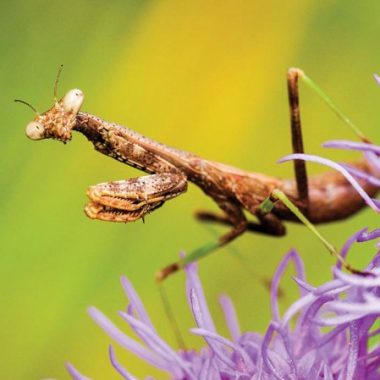 A praying mantis, with its stick-shaped body, stands atop a purple flower.