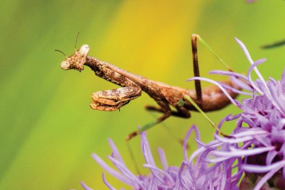 A praying mantis, with its stick-shaped body, stands atop a purple flower.