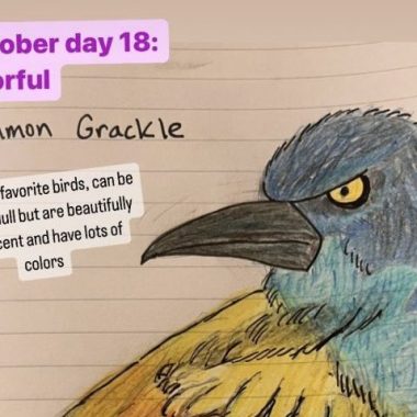 A handdrawn common grackle is brightly colored on lined paper