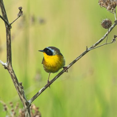 yellowthroat bird