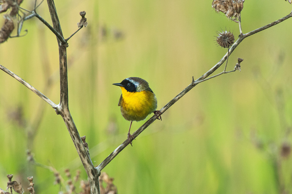 yellowthroat bird