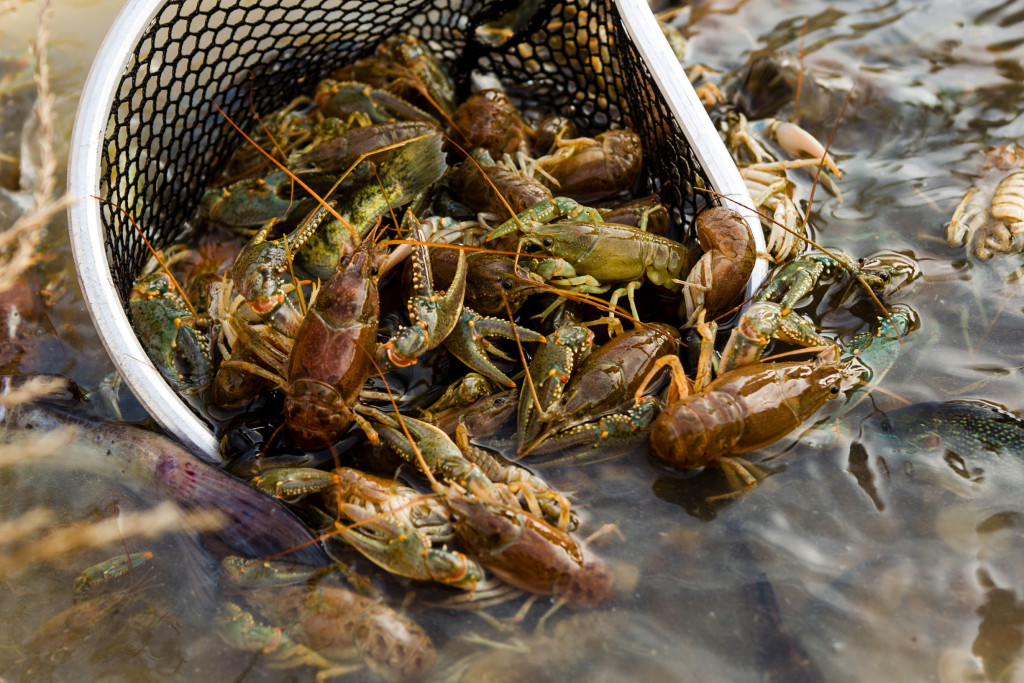 dozens of crayfish being scooped out of water into a net