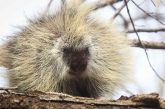 A close-up of a porcupine facing the camera with its quills puffed up