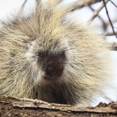 A close-up of a porcupine facing the camera with its quills puffed up