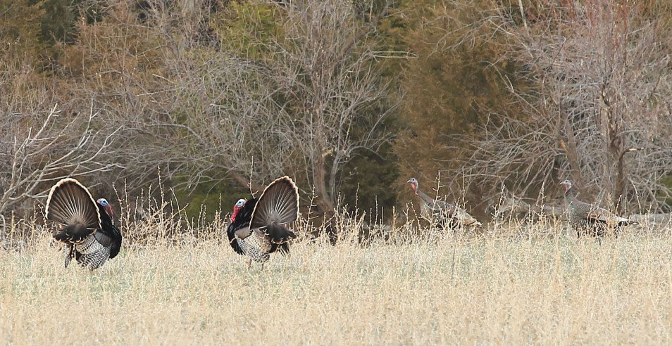 Tom and hen turkeys