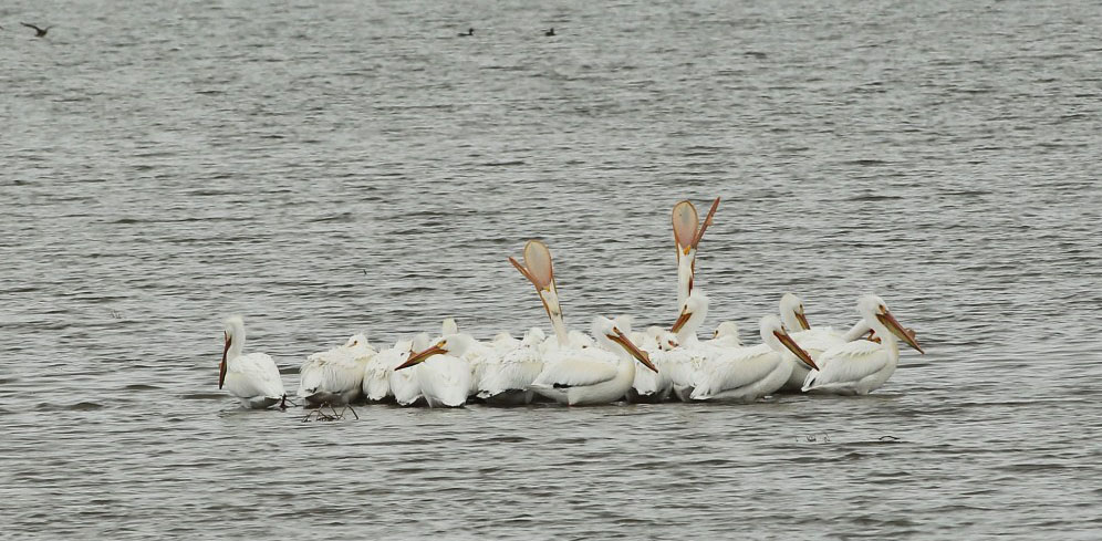 pelicans in water