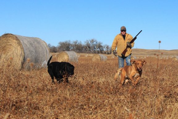 A man and two dogs upland hunting.